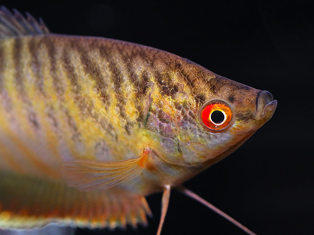 Gold Gourami (Trichopodus trichopterus 'Gold') - Tank Bred