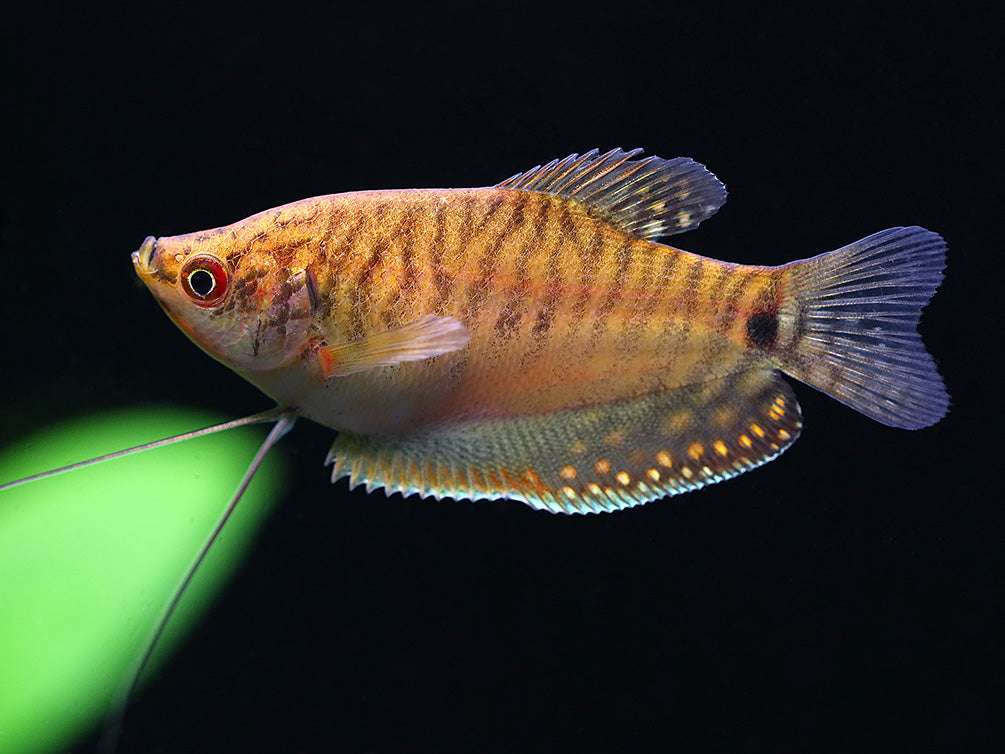 Gold Gourami (Trichopodus trichopterus 'Gold') - Tank Bred