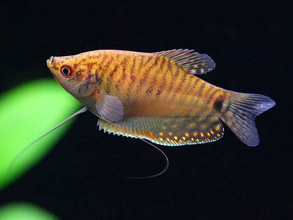 Gold Gourami (Trichopodus trichopterus 'Gold') - Tank Bred