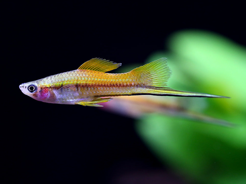Marigold Swordtail (Xiphophorus hellerii) – Tank-Bred