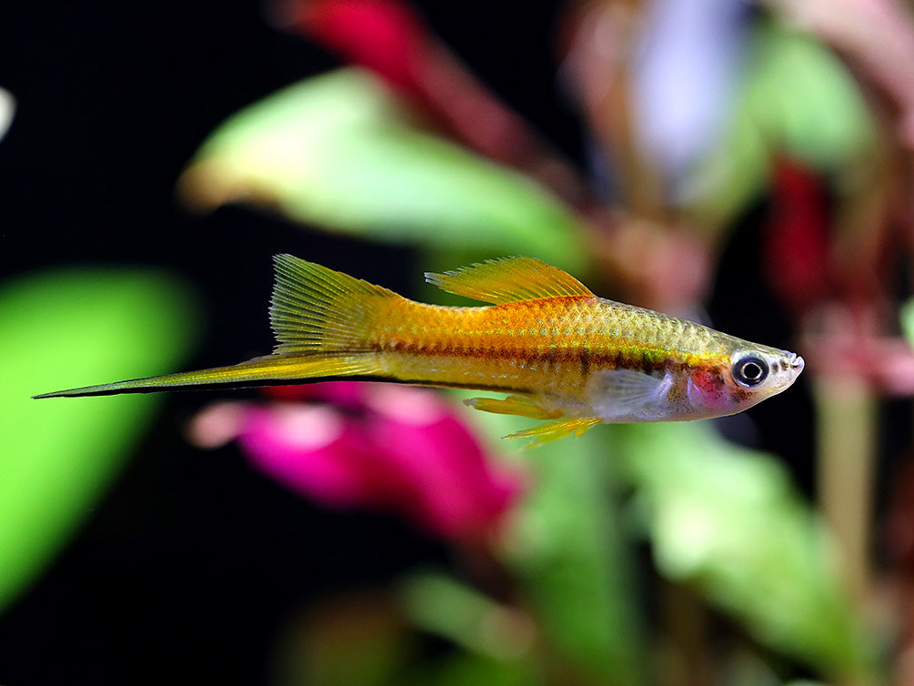 Marigold Swordtail (Xiphophorus hellerii) – Tank-Bred