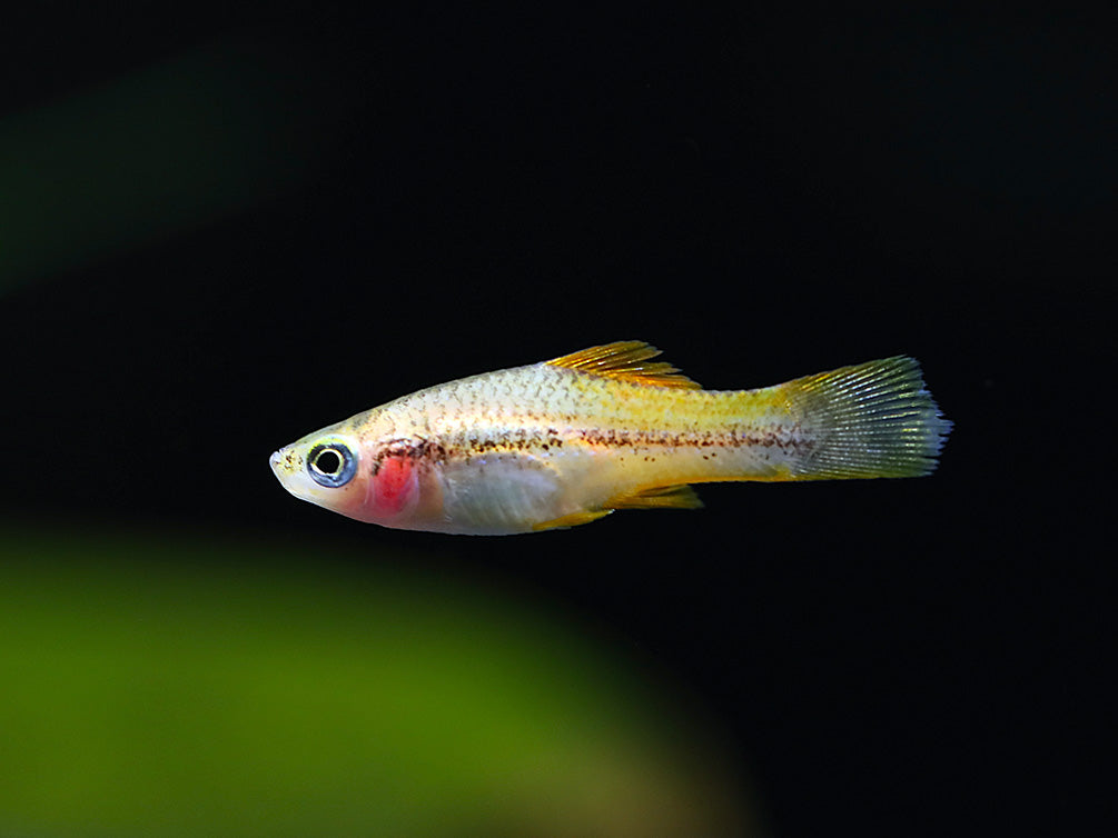Marigold Swordtail (Xiphophorus hellerii) – Tank-Bred