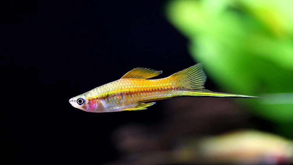 Marigold Swordtail (Xiphophorus hellerii) – Tank-Bred
