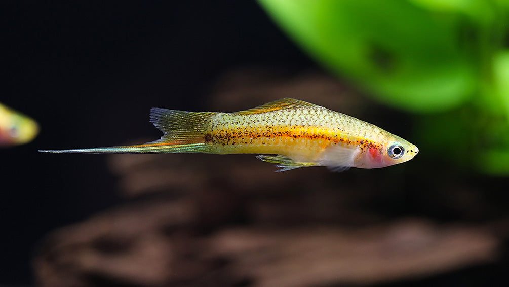 Marigold Swordtail (Xiphophorus hellerii) – Tank-Bred
