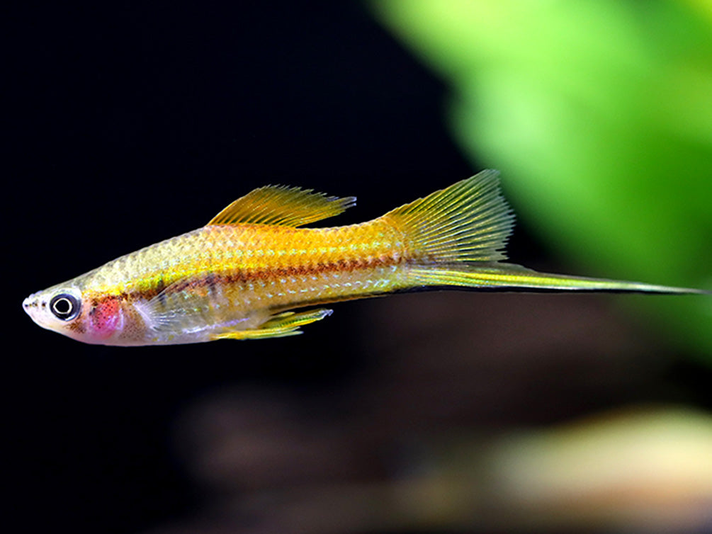 Marigold Swordtail (Xiphophorus hellerii) – Tank-Bred