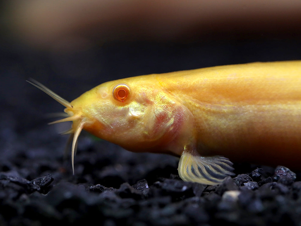 Golden Dojo Loach (Misgurnus anguillicaudatus) –  Tank-Bred