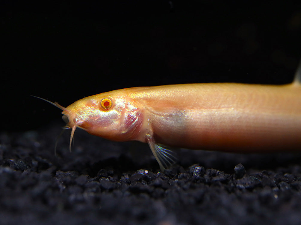 Golden Dojo Loach (Misgurnus anguillicaudatus) –  Tank-Bred