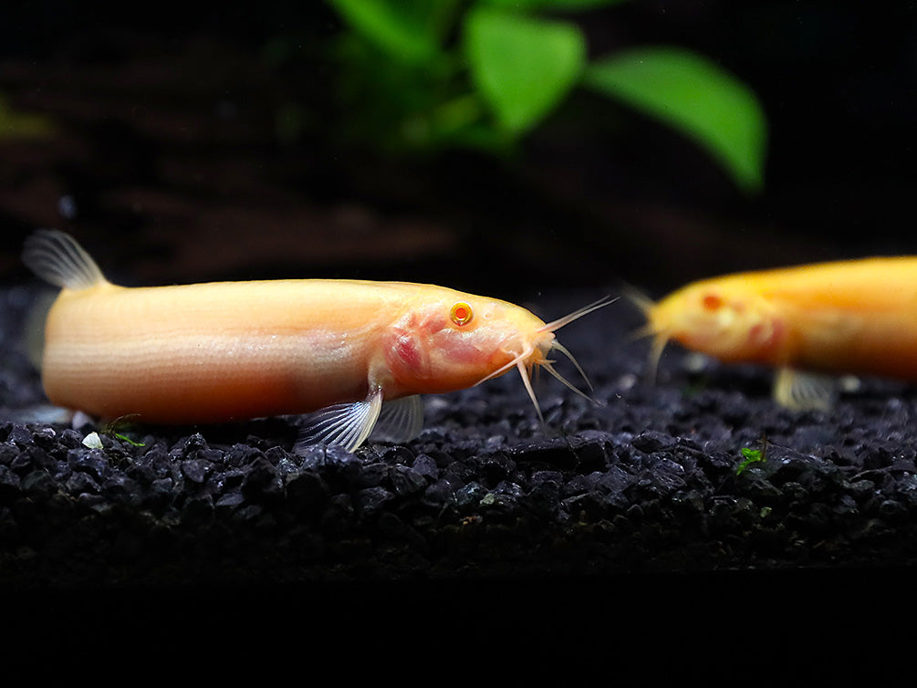 Golden Dojo Loach (Misgurnus anguillicaudatus) –  Tank-Bred