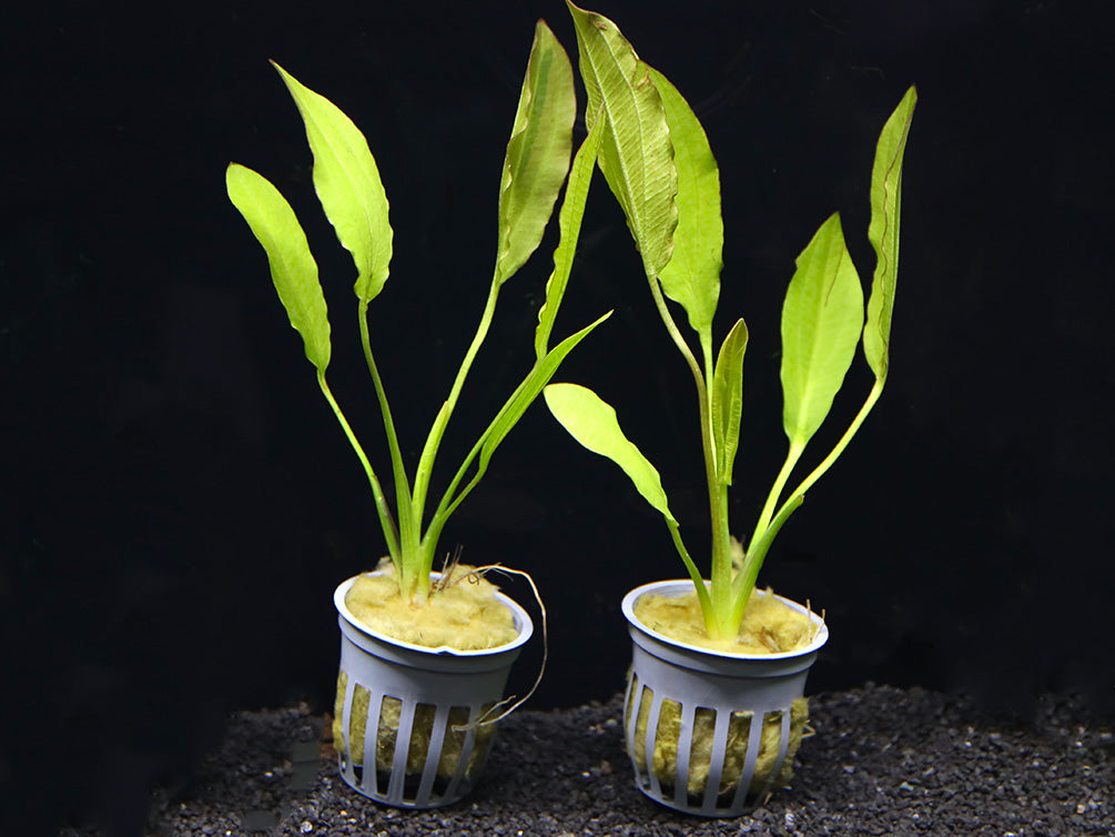 sword plant succulent Golden Melon Sword Plant (echinodorous Osiris) – Aquatic Arts