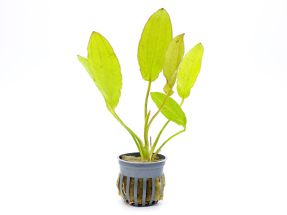 sword succulent Golden Melon Sword Plant (echinodorous Osiris) – Aquatic Arts