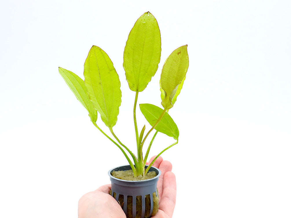 sword plant succulent Golden Melon Sword Plant (echinodorous Osiris) – Aquatic Arts