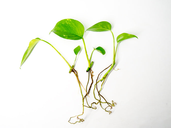 Golden Pothos (Epipremnum aureum) Bare Root -- Aquatic Arts