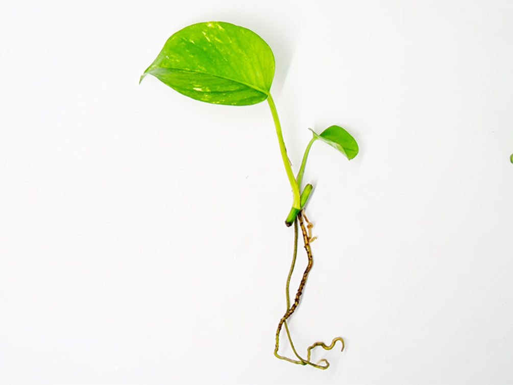 Golden Pothos (Epipremnum aureum) Bare Root -- Aquatic Arts