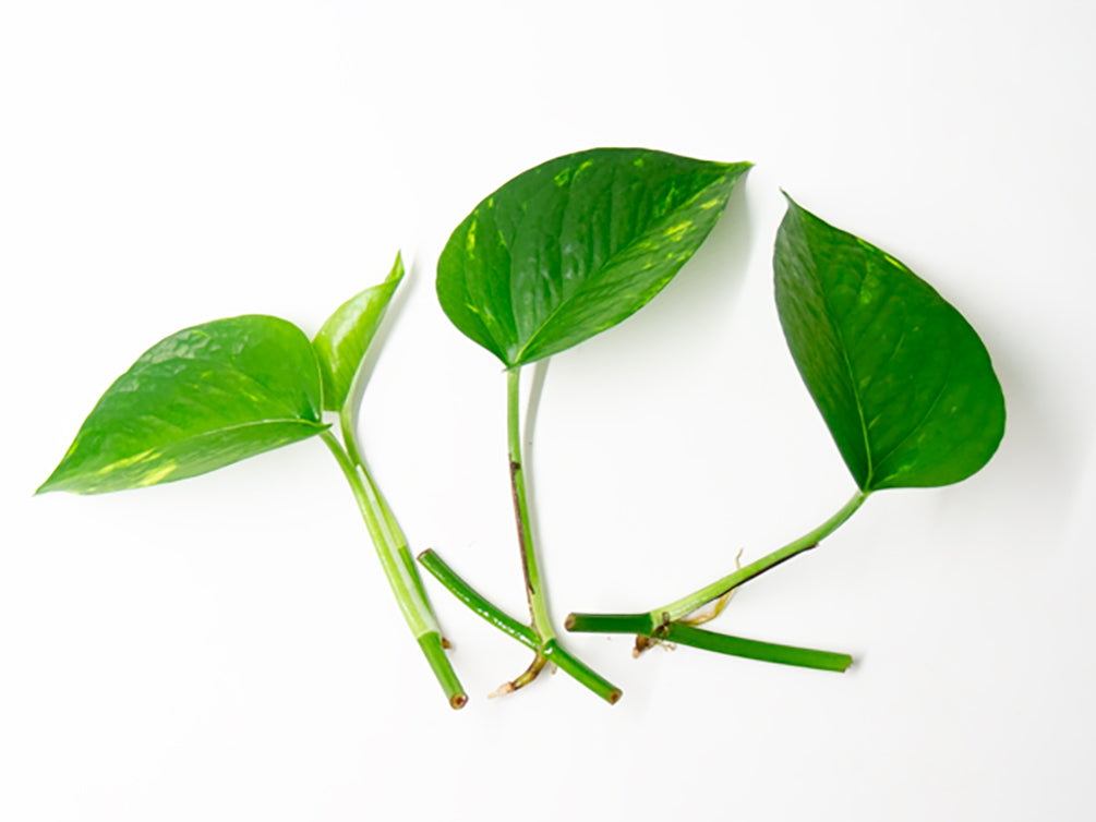 Golden Pothos (Epipremnum aureum) Bare Root -- Aquatic Arts