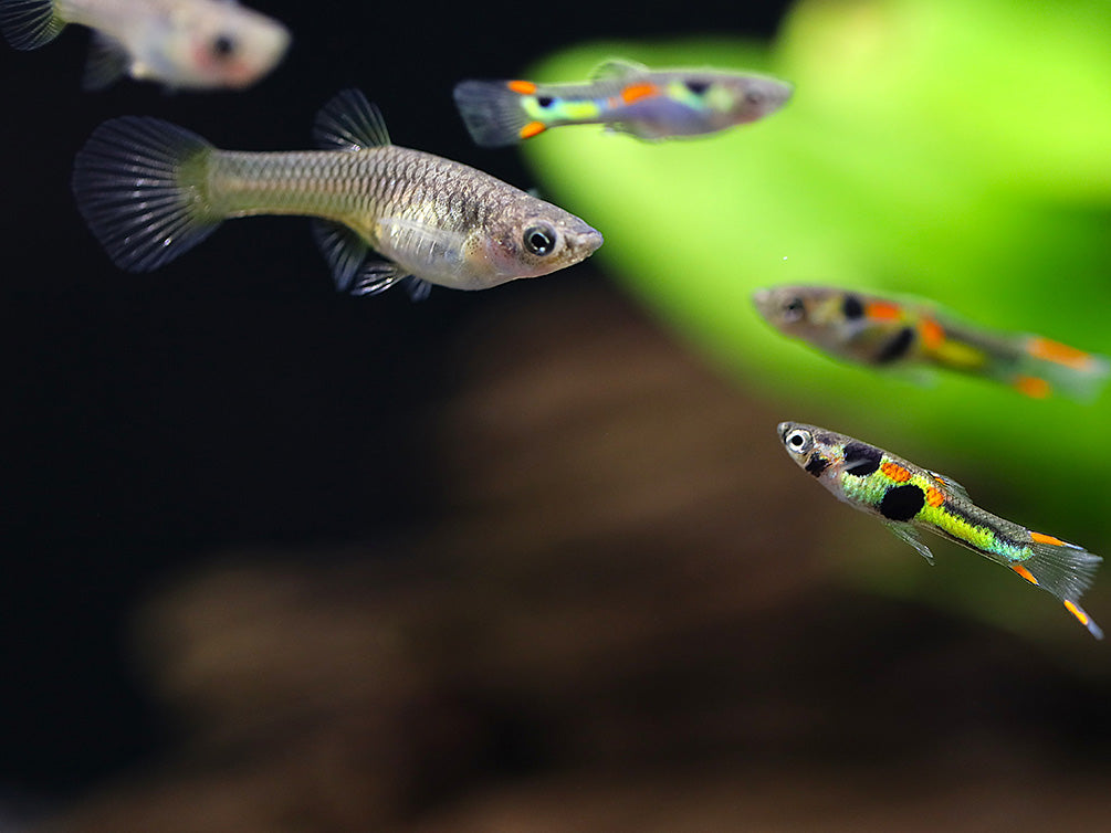 Green Hornet Endler Guppy (Poecilia wingei) – Locally Bred