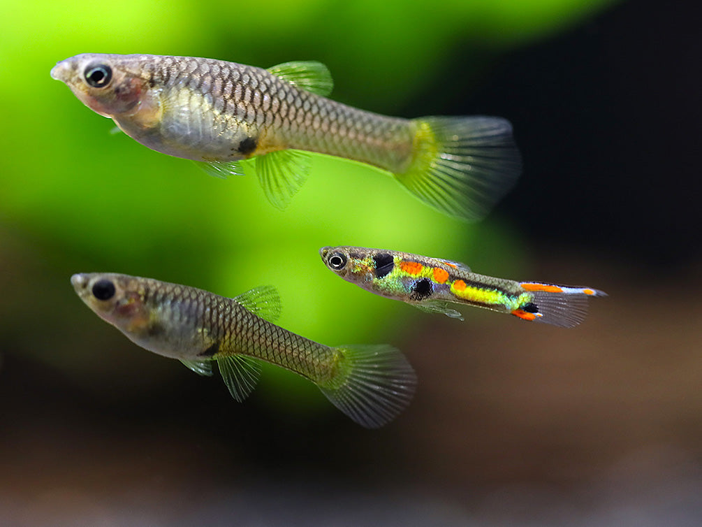 Green Hornet Endler Guppy (Poecilia wingei) – Locally Bred