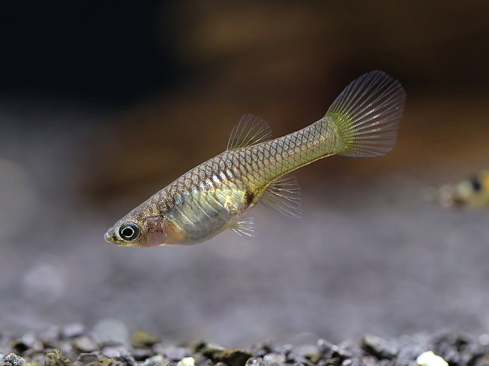 Green Hornet Endler Guppy (Poecilia wingei) – Locally Bred