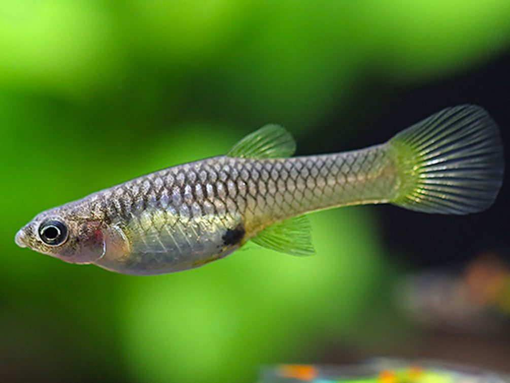 Green Hornet Endler Guppy (Poecilia wingei) – Locally Bred