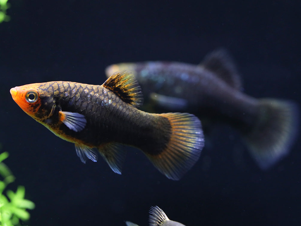 Green Lantern Platy  (Xiphophorus maculatus) –  Tank Bred