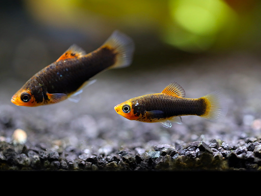 Hamburger Platy (Xiphophorus maculatus) – Locally Bred