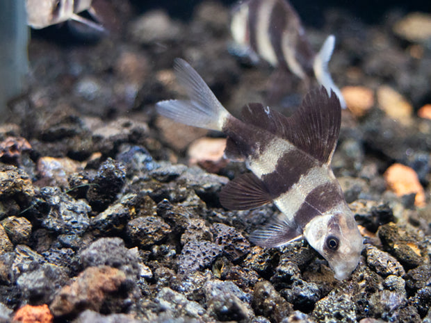Chinese Hi Fin Banded Shark Loach (Myxocyprinus asiaticus), Captive-Bred!