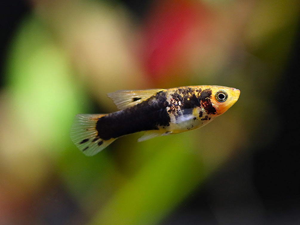 Hi Fin Yellow Variatus Platy (Xiphophorus variatus) – Locally Bred!