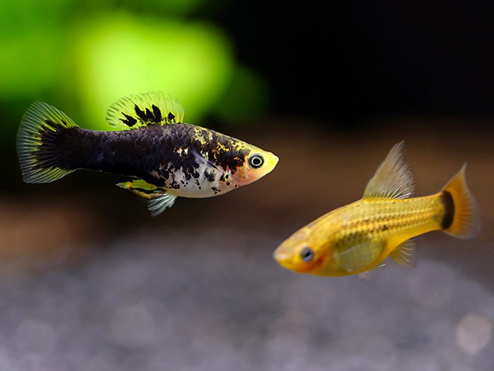 Hi Fin Yellow Variatus Platy (Xiphophorus variatus) – Locally Bred!