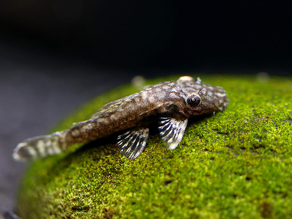 Honeycomb Bristlenose Pleco (Ancistrus sp. “Wabenmuster”) – Tank Bred