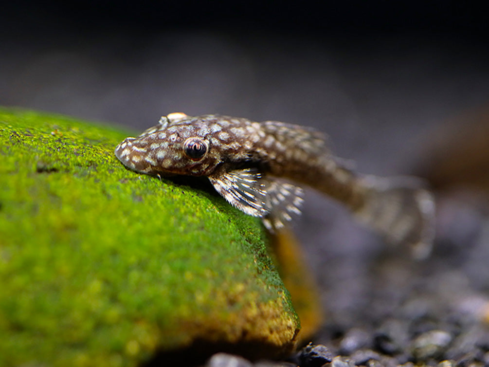 Honeycomb Bristlenose Pleco (Ancistrus sp. “Wabenmuster”) – Tank Bred
