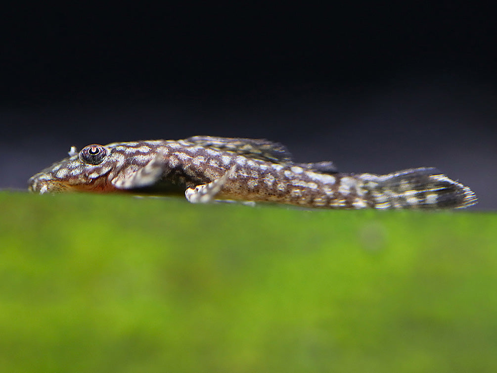 Honeycomb Bristlenose Pleco (Ancistrus sp. “Wabenmuster”) – Tank Bred