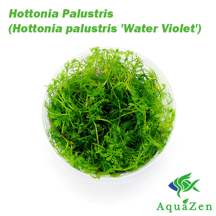 Hottonia Palustris (Hottonia palustris 'Water Violet') - Tissue Culture