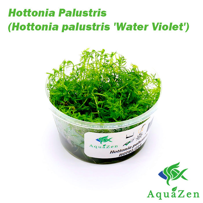 Hottonia Palustris (Hottonia palustris 'Water Violet') - Tissue Culture