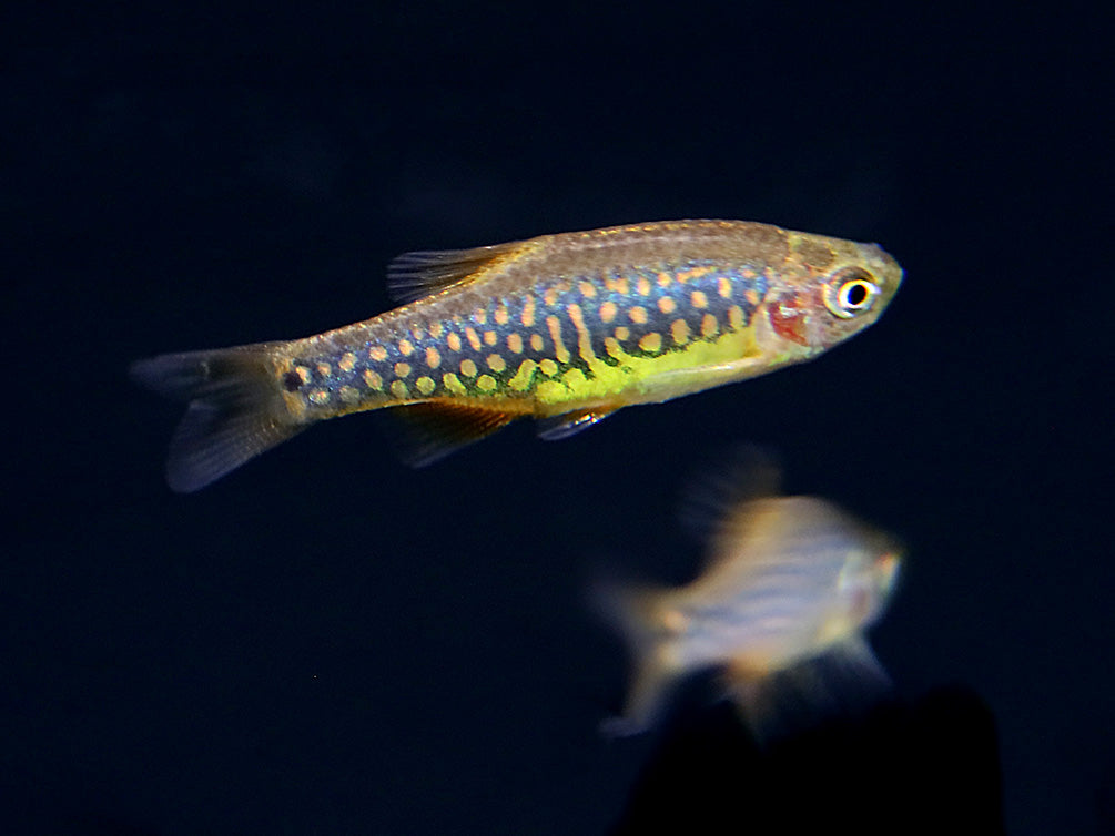 Celestial-Emerald Danio Hybrid AKA Hybrid Galaxy Microrasbora (Danio margaritatus x Danio erythromicron) – Tank Bred