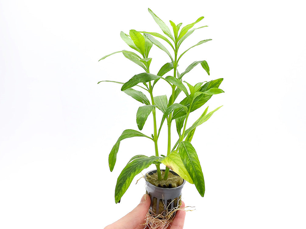 Hygrophila Odora – Freshwater Aquarium Plant (Potted) – Aquatic Arts