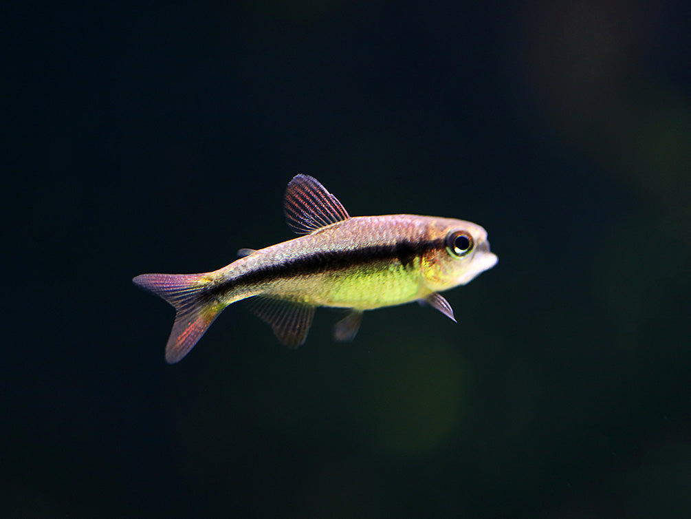 Imperial Lapis Tetra (Hyphessobrycon sp. "Lapis Imperialis") – Tank Bred
