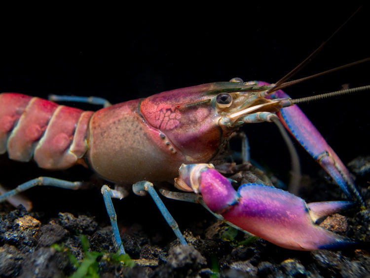 Imperial Purple Crayfish (Cherax alyciae)