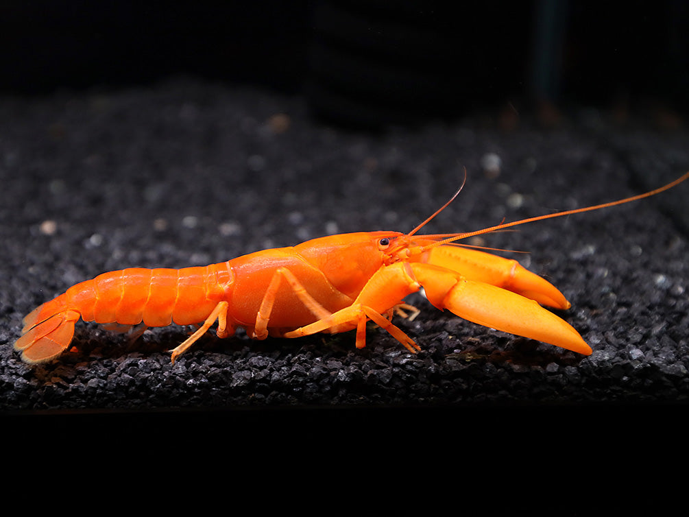 Irianto Red Crayfish (Cherax snowden)