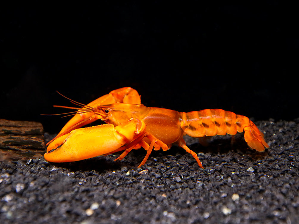 Irianto Red Crayfish (Cherax snowden)