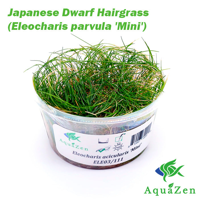 Japanese Dwarf Hairgrass (Eleocharis parvula 'Mini') - Tissue Culture