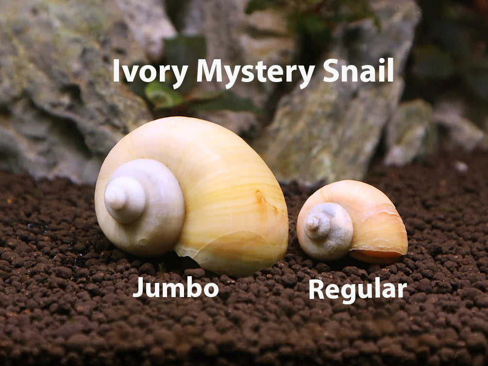 Ivory White Mystery Snails (Pomacea bridgesii) - Tank-Bred!