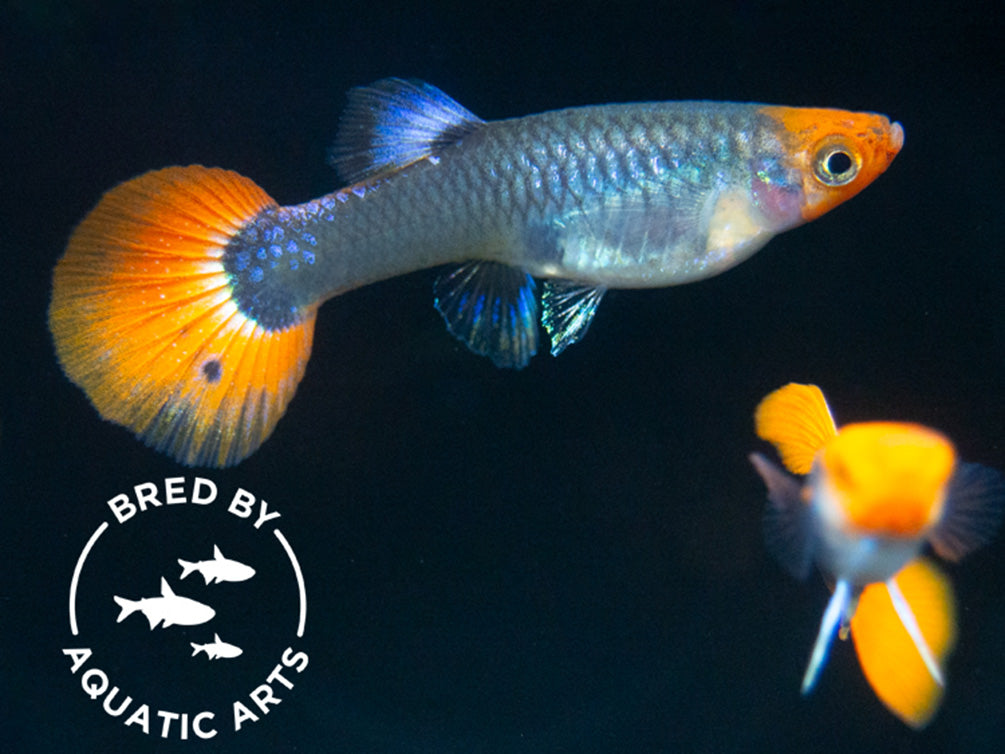 Koi Tuxedo Guppy (Poecilia reticulata), BREDBY: AQUATIC ARTS