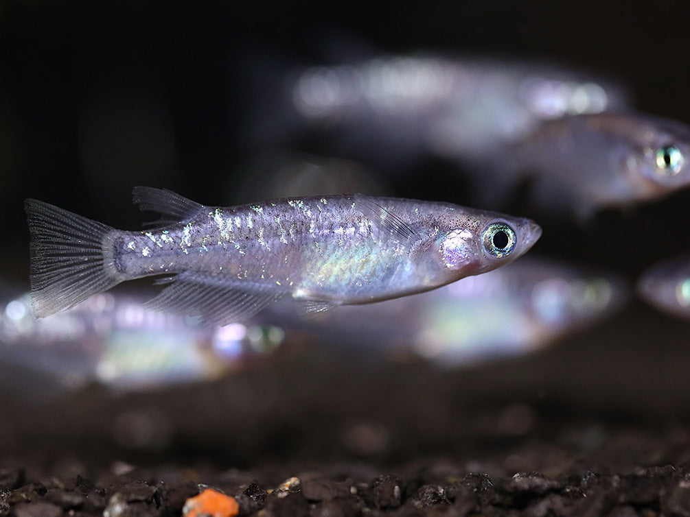 Kurorame Medaka Ricefish (Oryzias latipes 'Kurorame') – Tank Bred