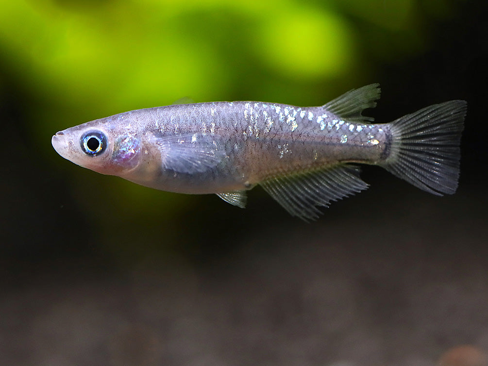 Kurorame Medaka Ricefish (Oryzias latipes 'Kurorame') – Tank Bred