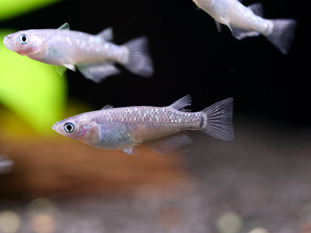 Kurorame Medaka Ricefish (Oryzias latipes 'Kurorame') – Tank Bred