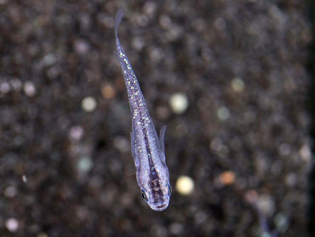Kurorame Medaka Ricefish (Oryzias latipes 'Kurorame') – Tank Bred