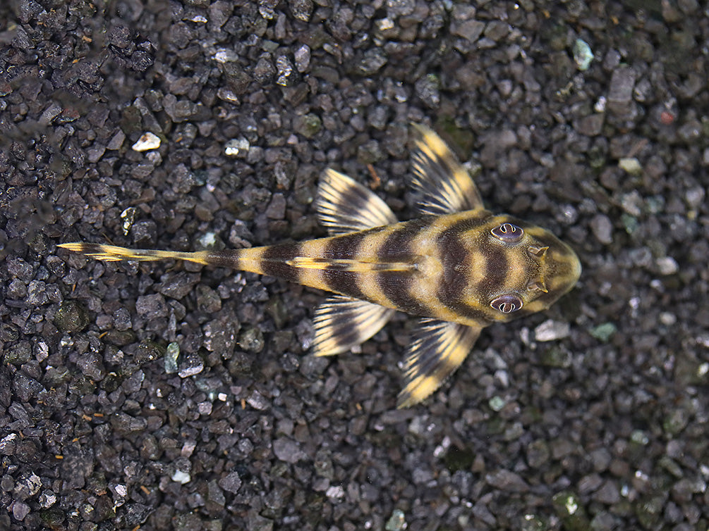 L015 Candy Stripe Pleco (Peckoltia vittata) – Aquatic Arts