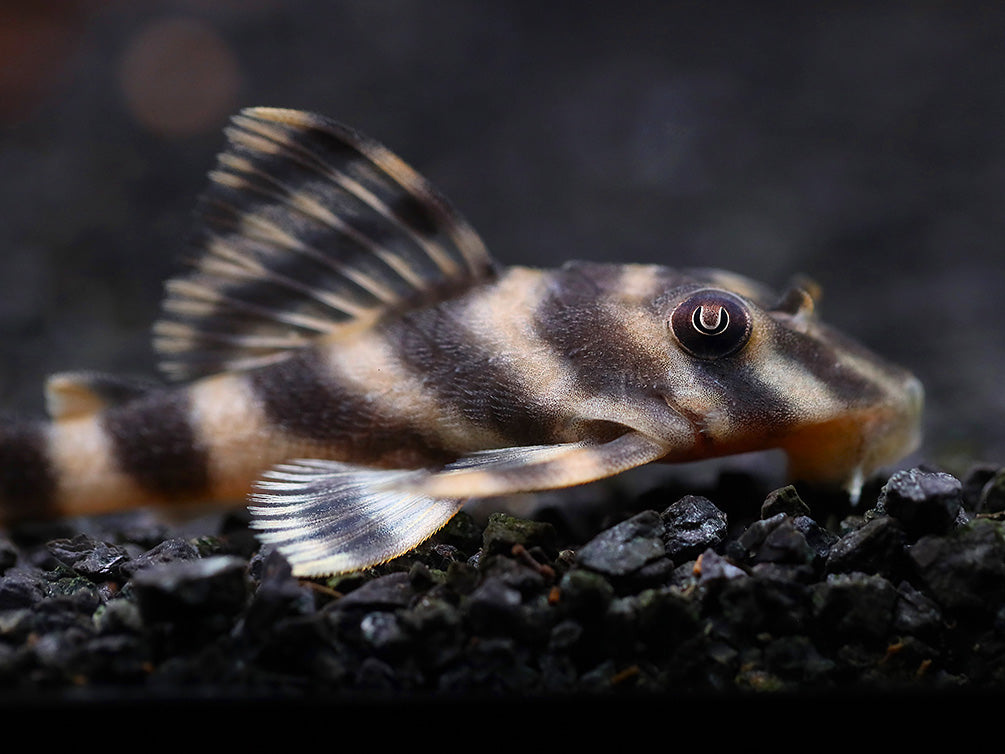 L015 Candy Stripe Pleco (Peckoltia vittata)