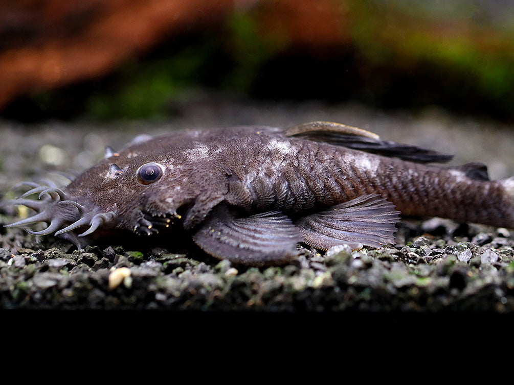 L034 Medusa Pleco (Ancistrus ranunculus) - Brazil – Aquatic Arts