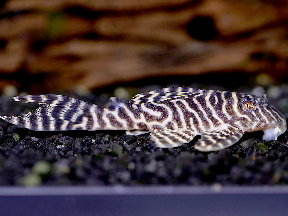 L066 Xingu King Tiger Pleco , TANK-RAISED!!! - Aquatic Arts