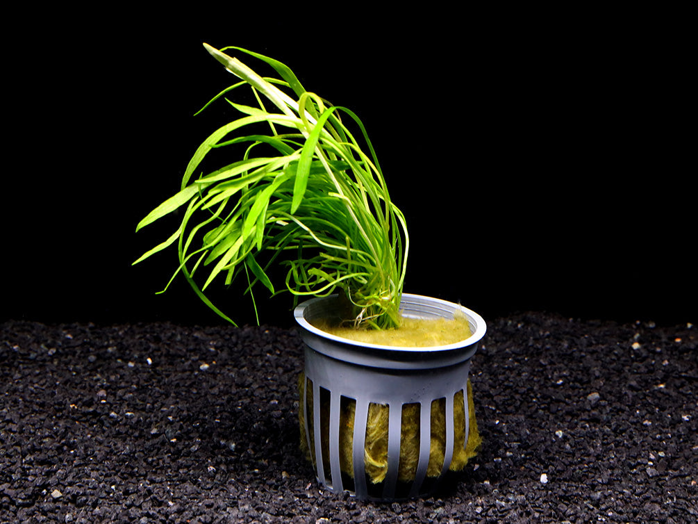 Micro Sword (Lilaeopsis brasiliensis)